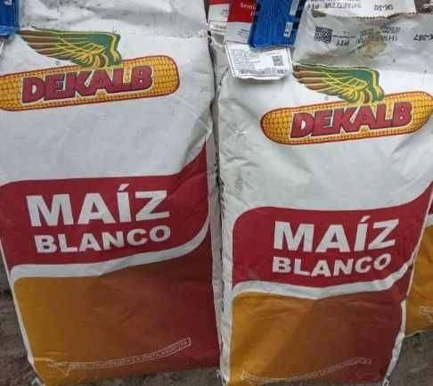 Semilla De Maíz Blanco