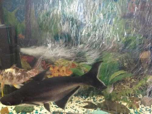 Vendo Peces..tiburón Pangacio De 25 Cm Aproximadamente