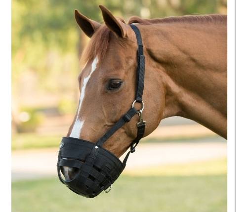 Bozal Para Caballos, Equinos