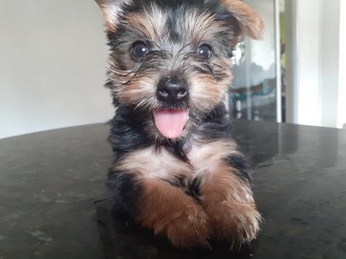 Cachorras Yorkshire Terrier