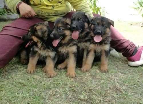 Cachorro Pastor Aleman Manto Negro