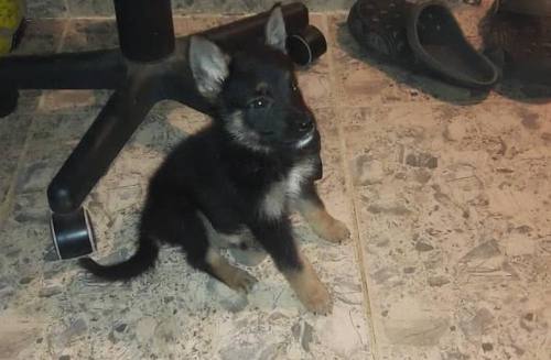 Cachorro Pastor Alemán Línea De Trabajo