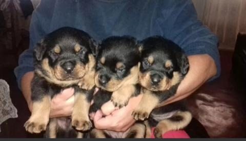 Cachorro Rotwailer Padre Con Pedigri