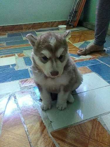 Cachorros Alaska Malamute