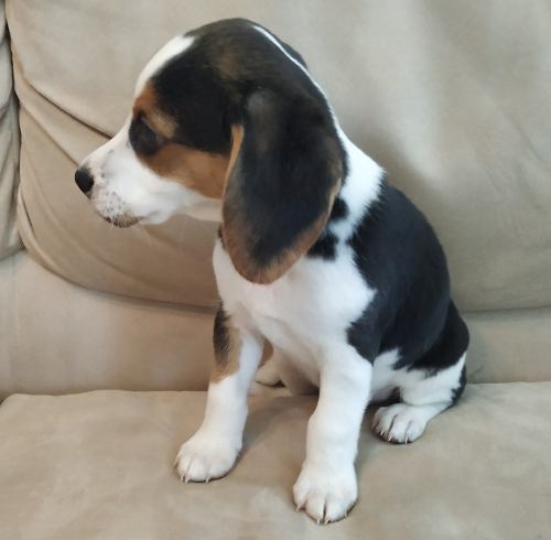 Cachorros Beagle De Mes Y Medio