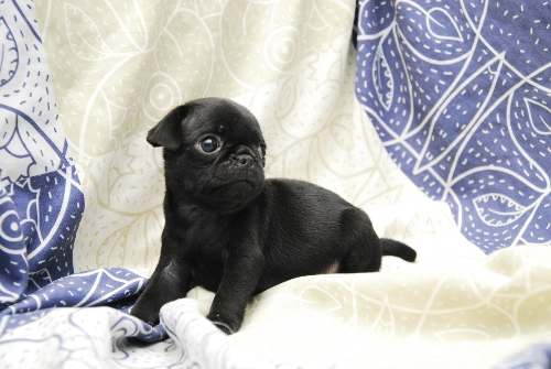 Cachorros De Pug Carlino Negros