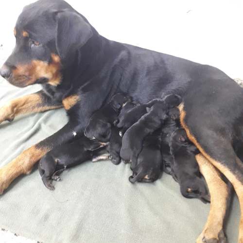 Cachorros De Rottweiler Alemanes