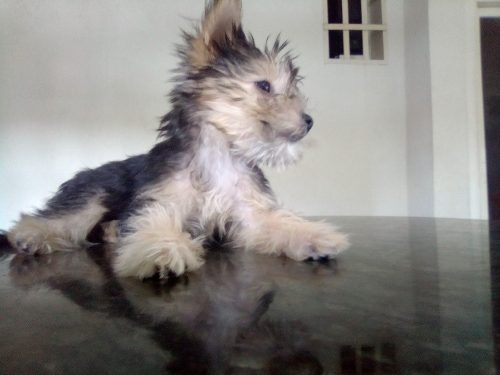 Cachorros Yorkshire Terrier