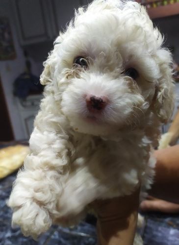 Poodle Cachorras Hembras 50 Verdes