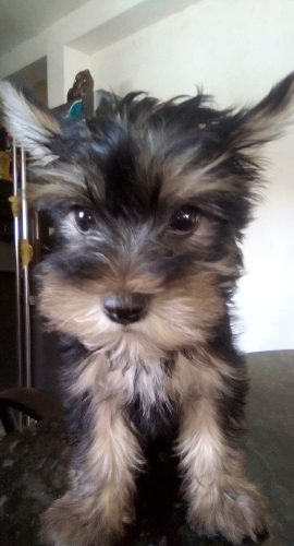 Cachorra Yorkshire Terrier