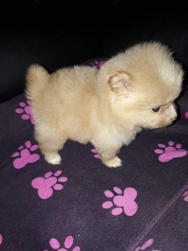 Cachorros Pomerania Mini Lulu