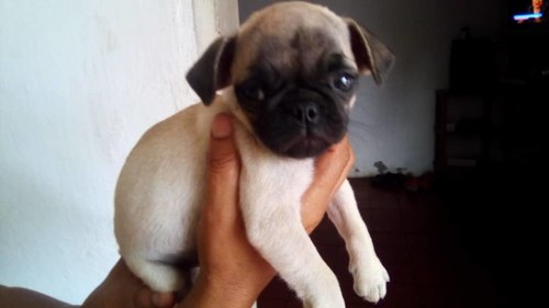 Cachorros Pug Carlino