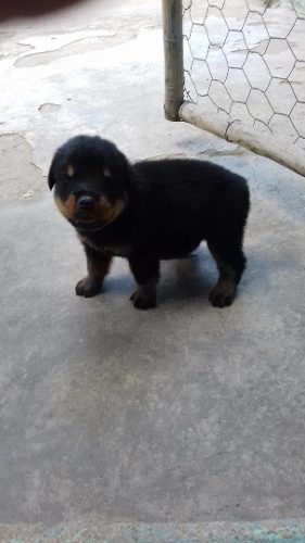 Cachorros Rotweiler