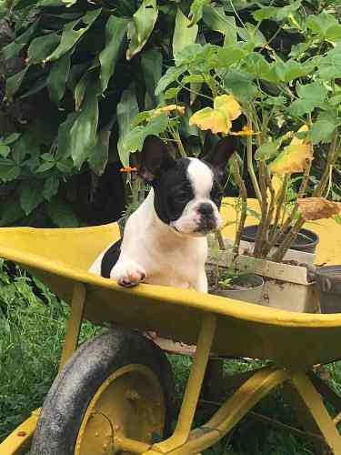 Espectacular Cachorro Bulldog Francés Con Registro Pedigree