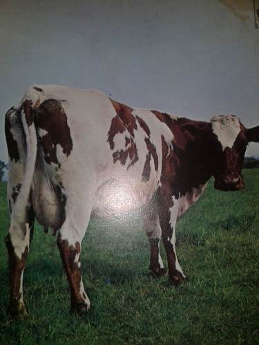 Lp. Pink Floyd. Atom Heart Mothet. Rock Progresivo. 