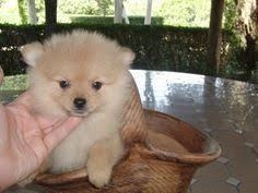 Perrito Pomerania Lulú Cachorro Perro Precio De Locura