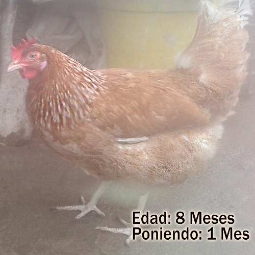 Gallinas Isa Brown