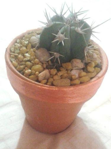 Mini Jardin Cactus Suculentas