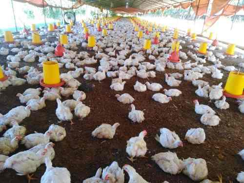 Pollito Bebe Y Alimento Concentrado