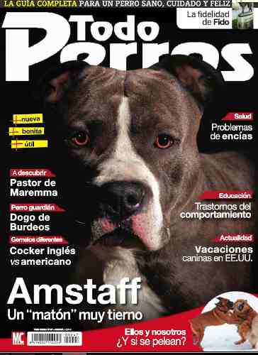 D - Todo Perros - Amstaff
