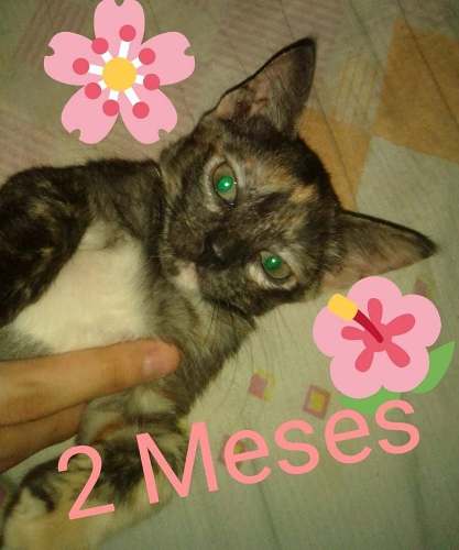 Gata Bebe En Adopcion