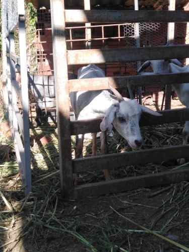 Obejas Santa Inés Y Cabras