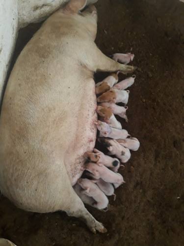 Pdf Cría De Cerdos Lechones De Buena Genetica