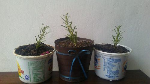Plantas De Romero, Albahaca, Menta, Yerbabuena.