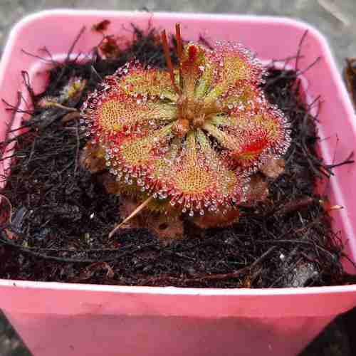 Planta Carnívora: Rocío Del Sol (drosera Spatulata)