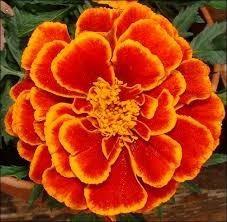 Semilla De Flor Marigold Importada