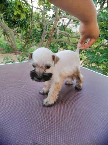 Cachorra Schnauzer Miniatura Plata