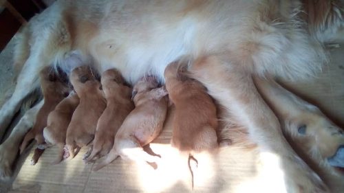 Cachorro Golden Retriver