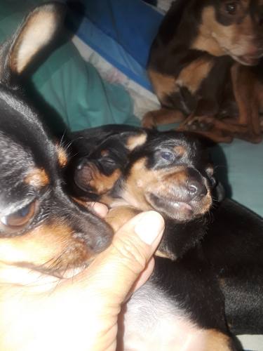 Cachorros Mini Pincher