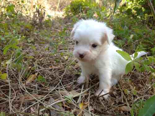 Hermosos Cachorros Poodle Tea Cup