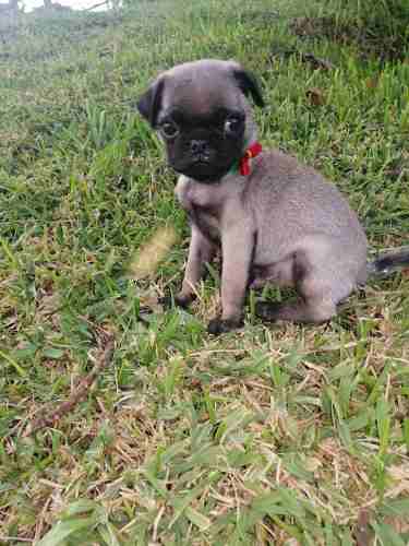 Lindo Cachorro Pug Carlino