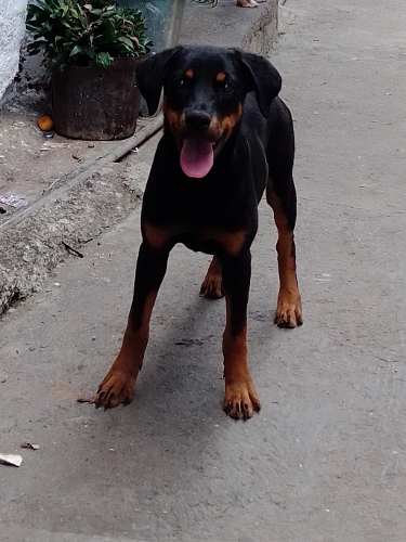 Rottweiler Alemán Hembra De 5 Meses