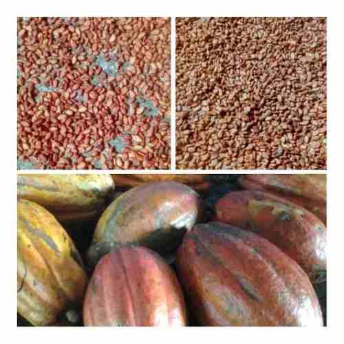 Semillas Plantas Theobroma Cacao Agricola