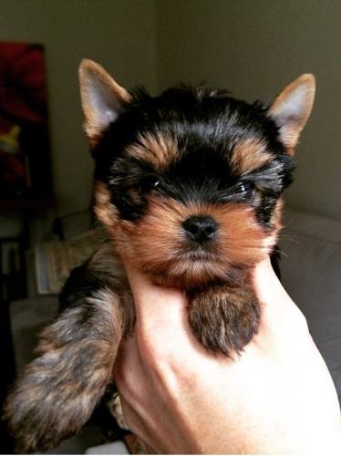 Yorkshire Terrier Hembras Y Machos Con Pedigree