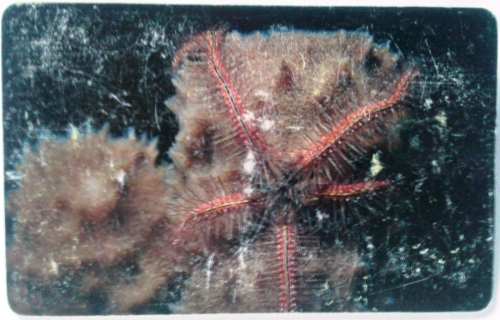 Tarjeta Cantv Estrella Araña De Mar - Fauna Marina 4 De 10