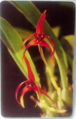 Tarjeta Cantv Usada Serie Orquídeas De Venezuela 11 De 12