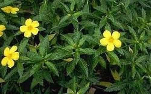 (03) Plantas Damiana