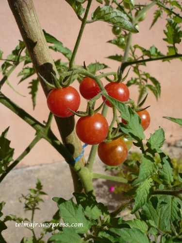(03) Tomate Miniatura (plantas Y Semillas)