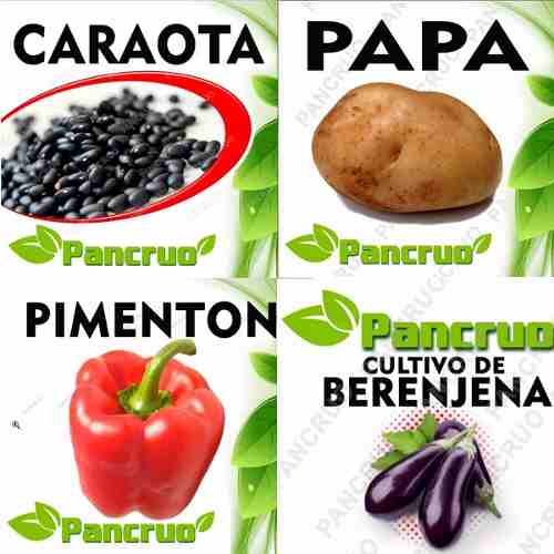 Combo Pdf Aprende Cultivo Pimentón Caraota Papa Berenjena