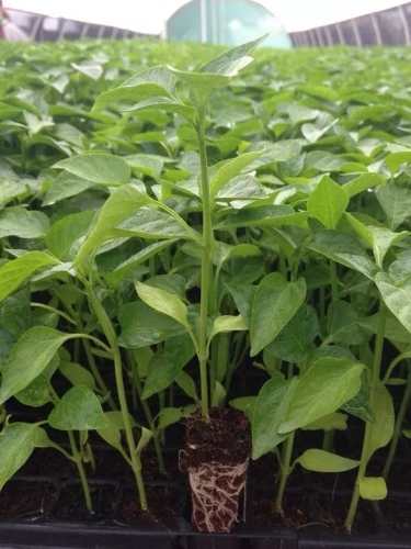 Plantulas Garantizadas Para Cultivos Exitosos!! Semilleros
