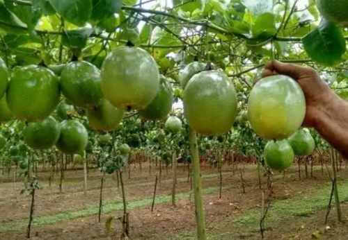 Plántulas De Parchita Certificadas Globo Amarillo Saenz