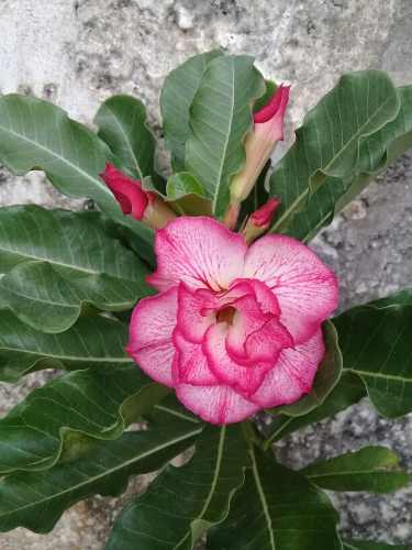 Rosas Del Desierto Adenium Obesum