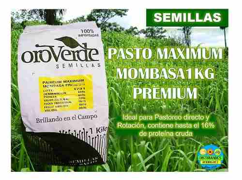 Semillas De Pasto Mombasa Premium 1kg