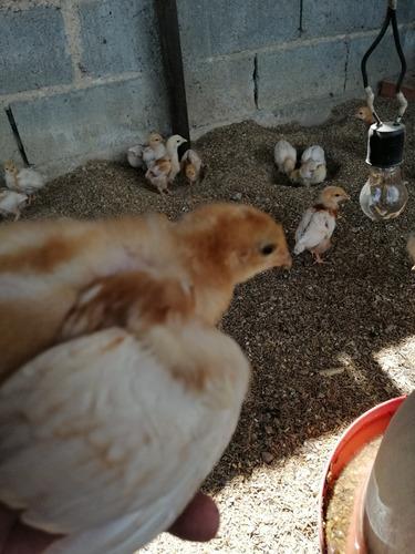 Gallinas Ponedoras