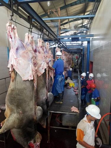 Venta De Carne En Canal Toro 1,58 Bufalo 1,53 Vaca 1,48