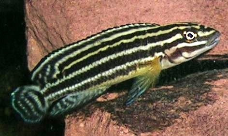 Ciclidos Africanos (julidochromis Regani)